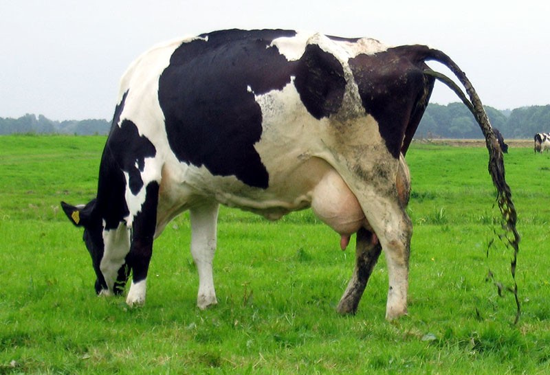 cétose gastro-entérique chez les vaches