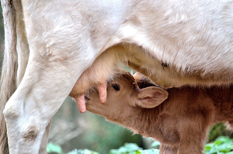 cétose subclinique chez les vaches