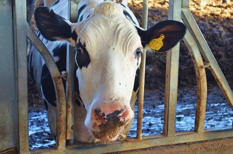 traitement de la cétose chez les vaches