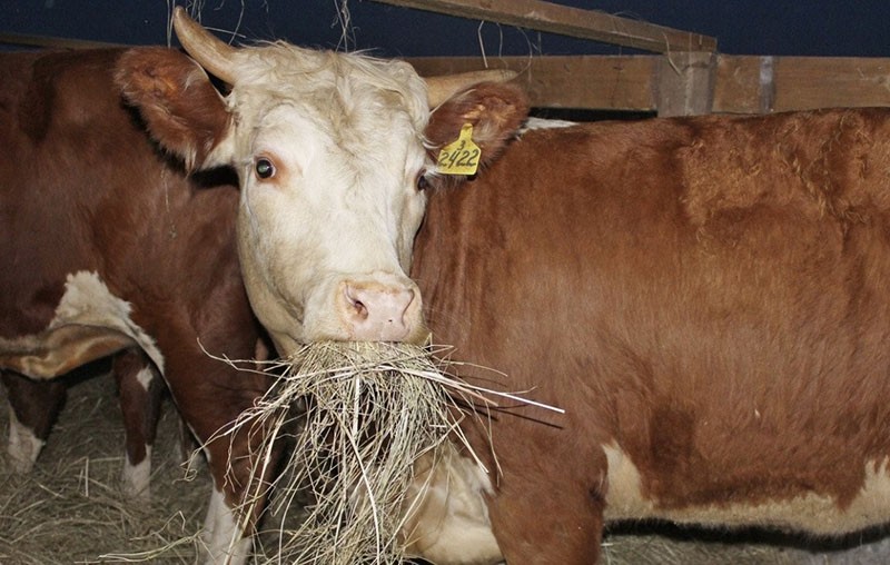 régime pour la cétose chez les vaches