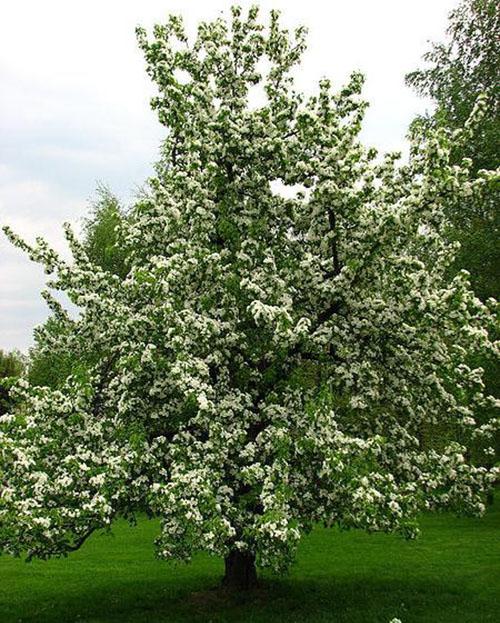 Fleurs de poire Severyanka