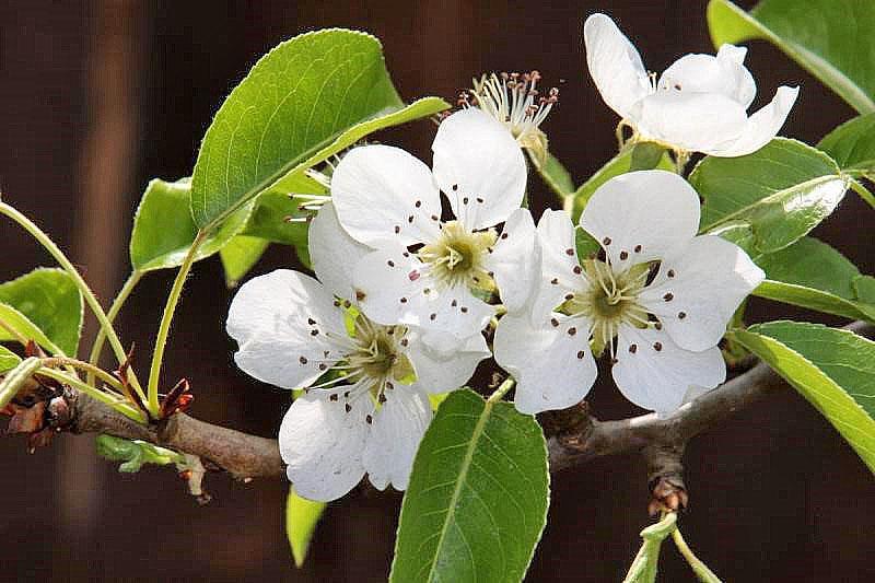 la variété Severyanka fleurit