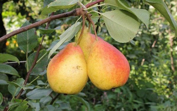 poire Severyanka à joues rouges