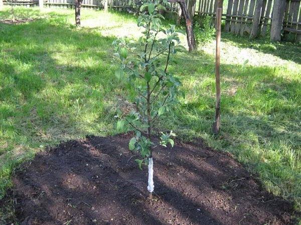 elegir un sitio de plantación de peras