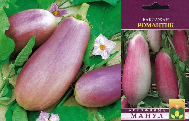 variété d'aubergine Romantique