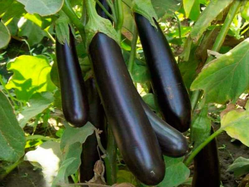 aubergine Roi du Nord