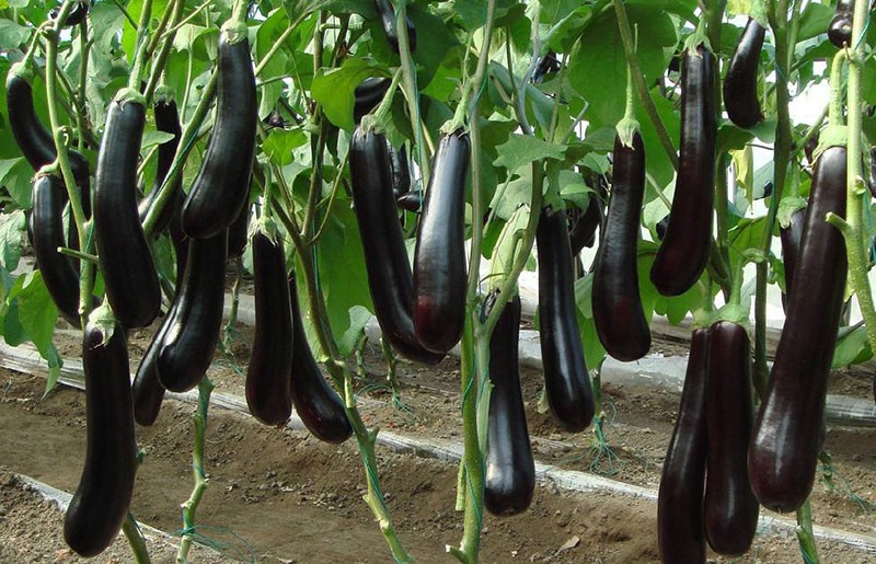 l'une des meilleures variétés d'aubergines pour la région de Moscou