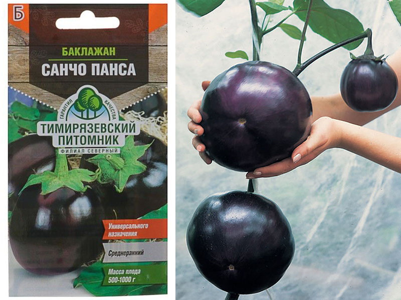 aubergine Sancho Panza