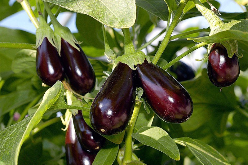 nous choisissons des variétés d'aubergines pour la région de Moscou