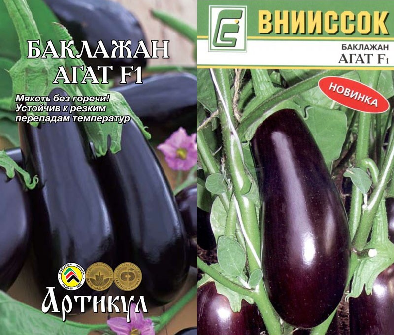 variété d'aubergine Agate