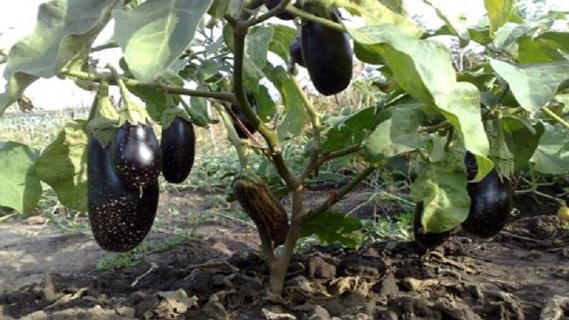 Variété d'aubergine Robin Hood