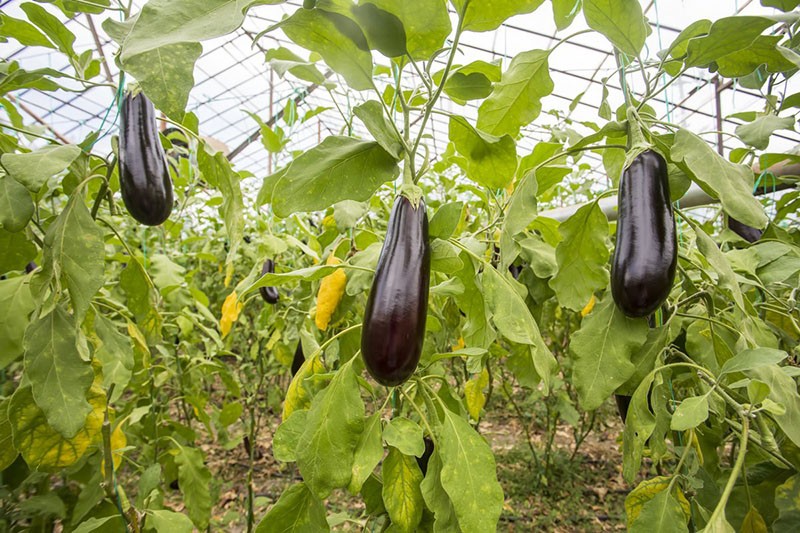 faire pousser des aubergines en serre