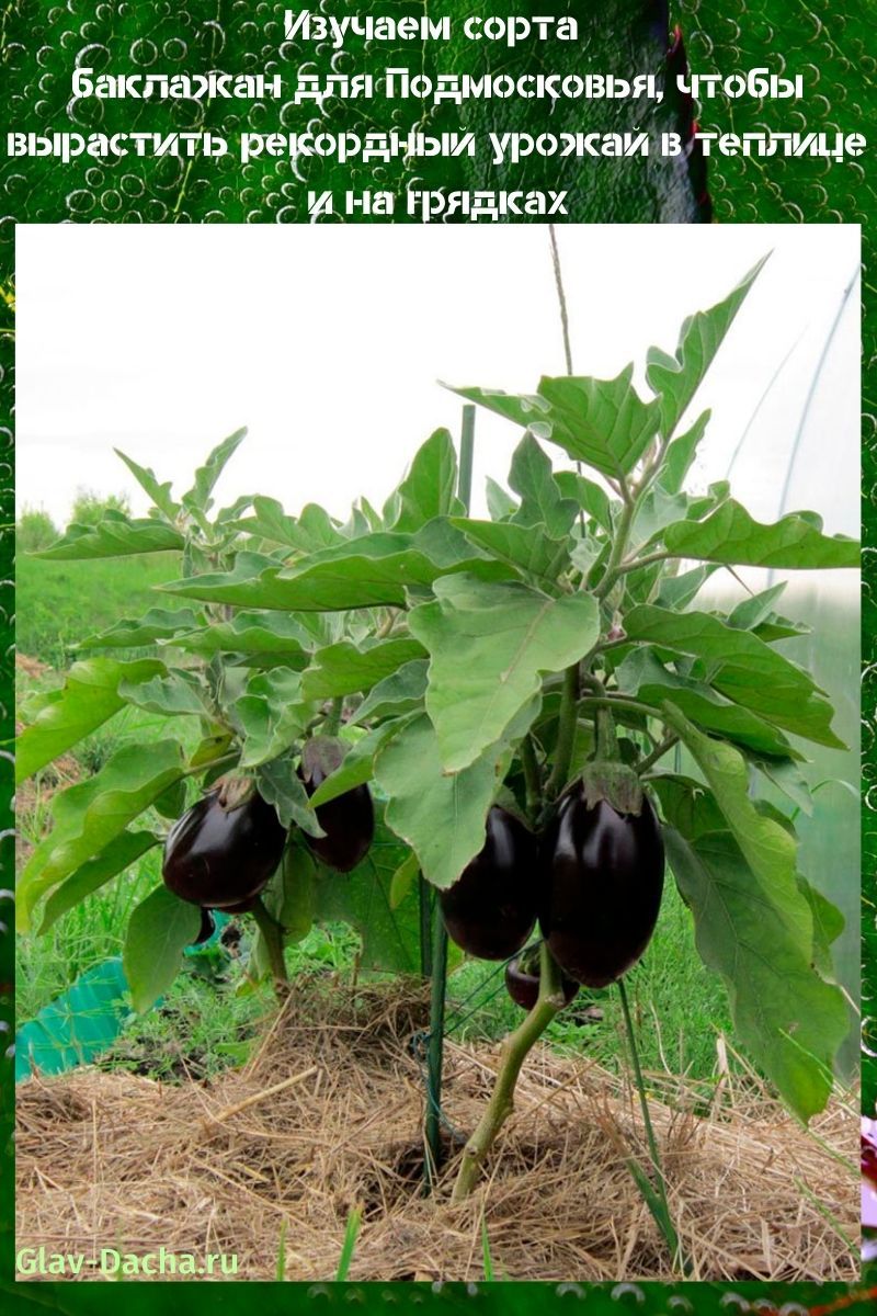 variétés d'aubergines pour la région de Moscou