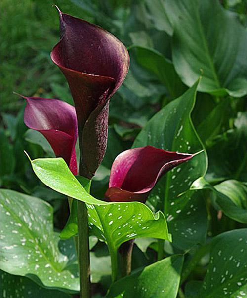 calla selva negra