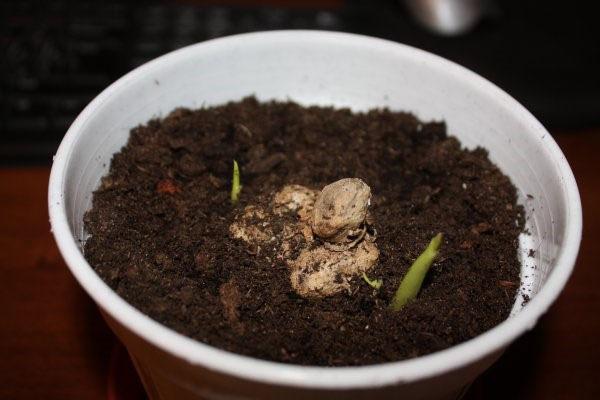 planter des lys calla dans un pot