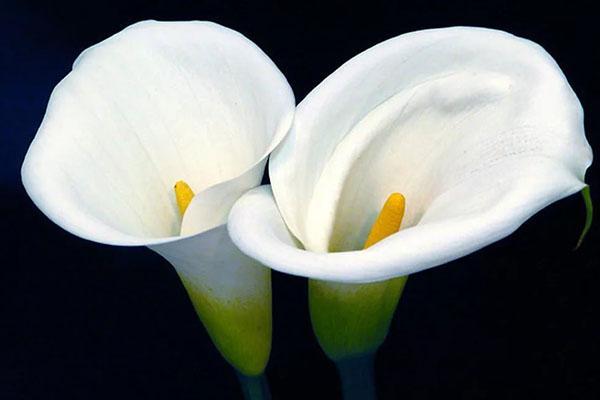 fleurs de calla