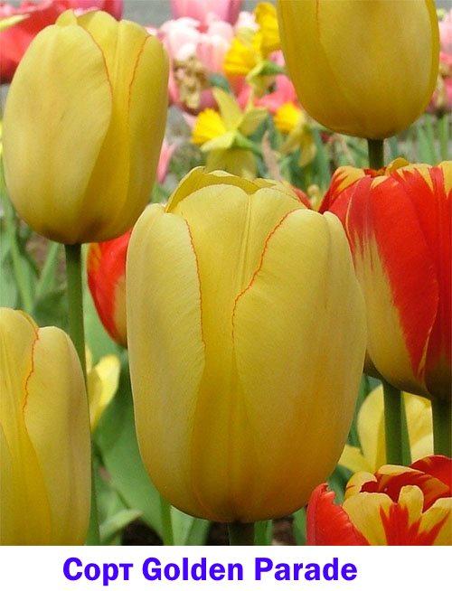 Variété de tulipe semi-précoce Golden Parade