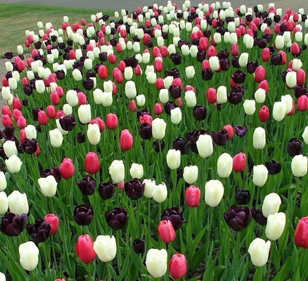 tulipes simples tardives