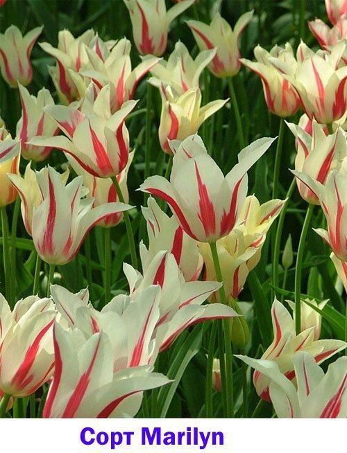 Photo du cultivar de tulipe Marilyn