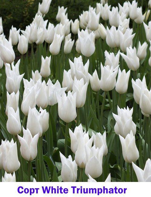 Tulipe blanche White Triumphator