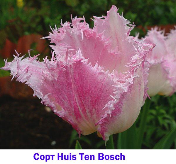 Variétés de tulipes Huis Ten Bosch
