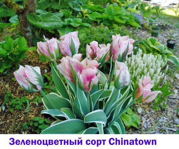 Tulipe verte à feuillage panaché Chinatown