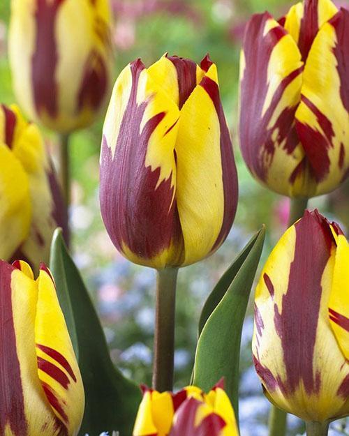 Tulipe à panachure fixe