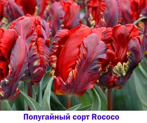 Tulipe rococo, l'une des premières et des plus populaires variétés de perroquets