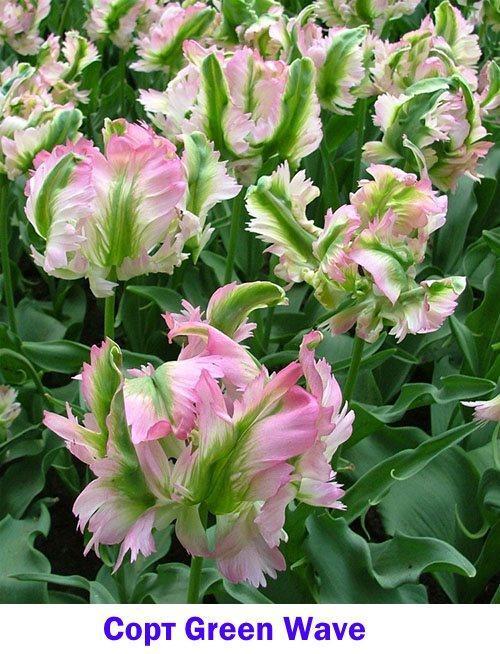 Tulipe incroyablement spectaculaire Green Wave
