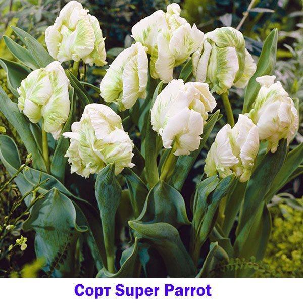 Super perroquet tulipe blanche