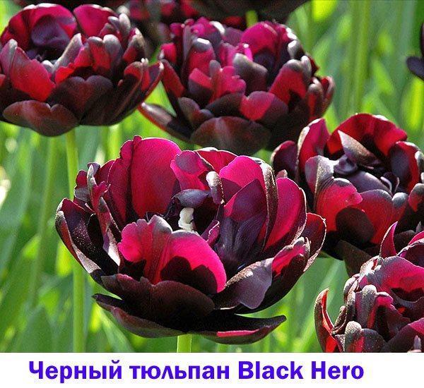 Tulipe noire Black Hero