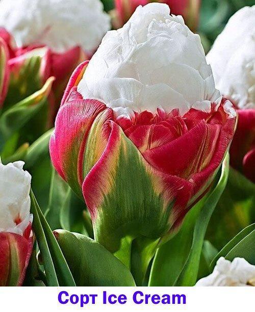Glace Éponge Tulipe