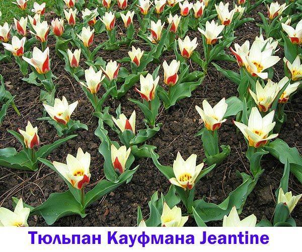 Tulipe Kaufman Jeantine