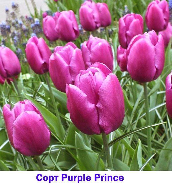 Tulipe à floraison précoce Purple Prince