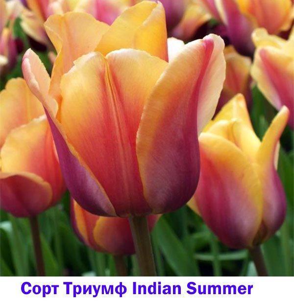 Tulipe Triomphe Été Indien