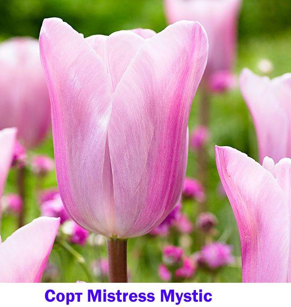 Tulip Maîtresse Mystique