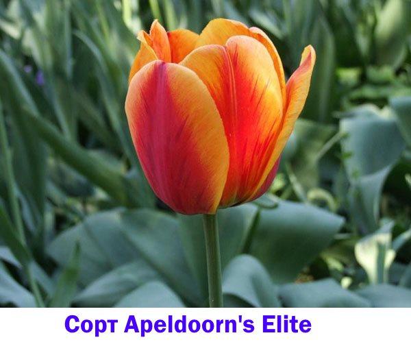 Cultivar de tulipe Apeldoorn's Elite