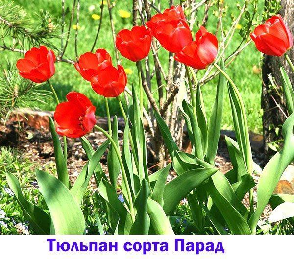 Défilé des tulipes