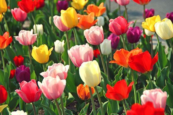 tulipes de différentes variétés