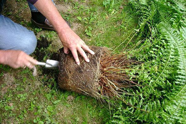 transplanter et diviser le buisson