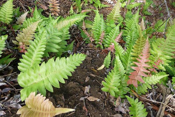 reproduction de néphrolepis par les spores