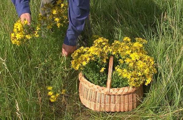 la collecte du millepertuis pour l'huile de cuisson