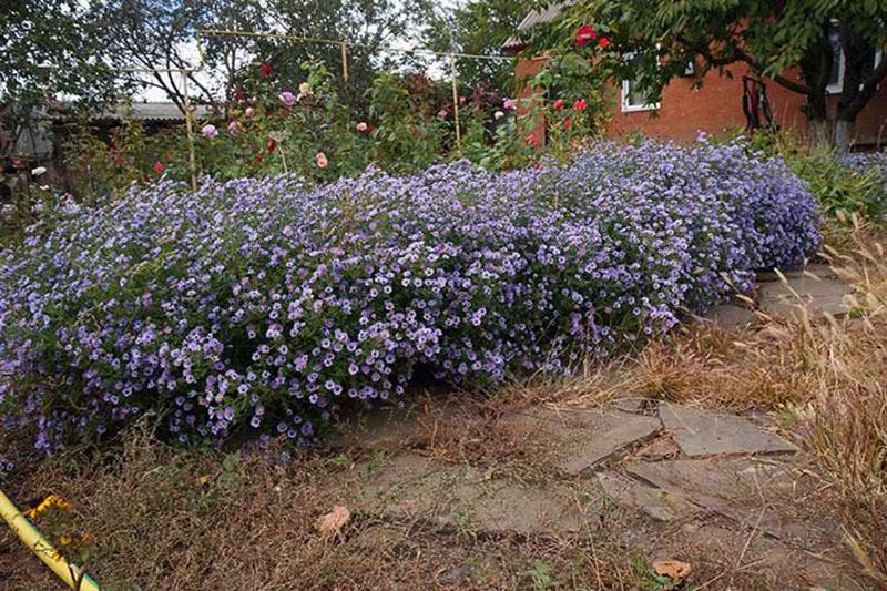 reproducción, plantación y cuidado de las flores de saintbrinka