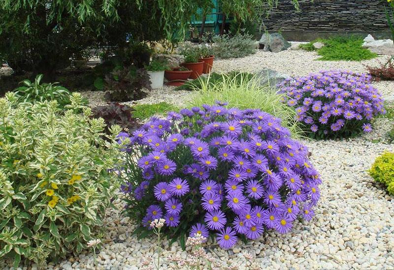 reproducción, plantación y cuidado de flores por saintbrinks