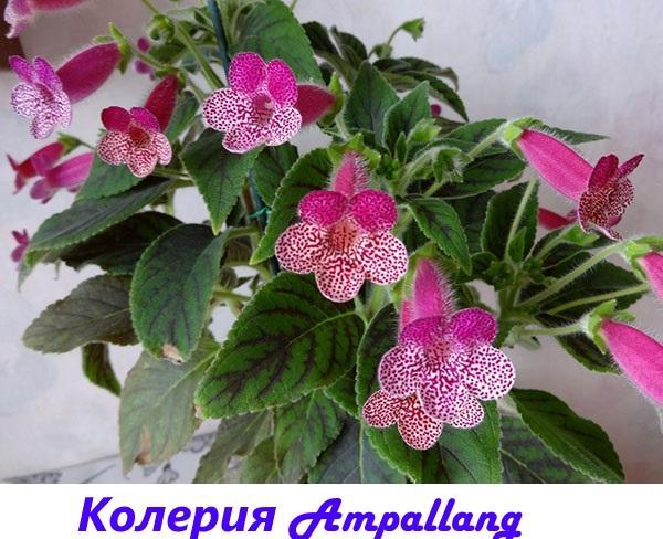 Koleria Ampallang