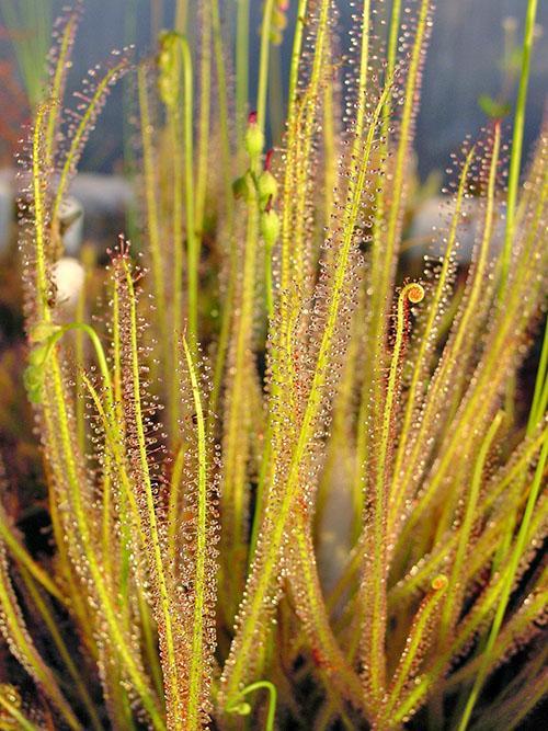 Drosera filamentosa