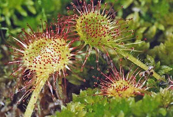 flor de rocío de sol