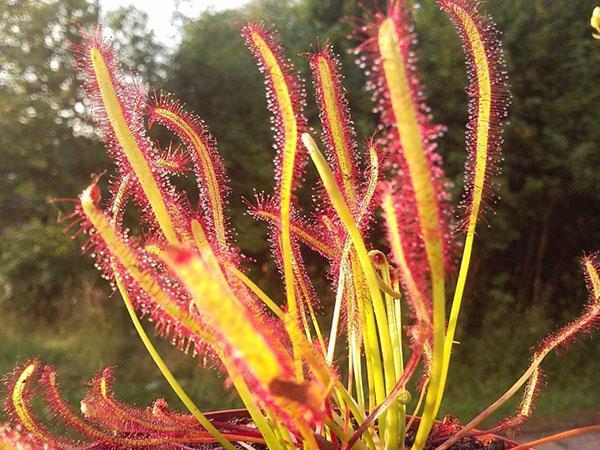 Cape sundew