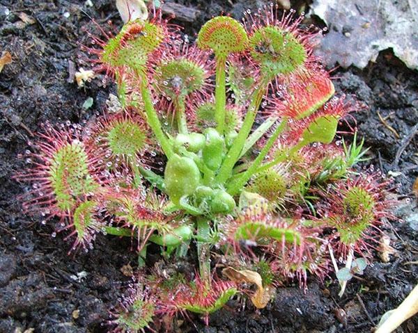 Drosera de hojas redondas