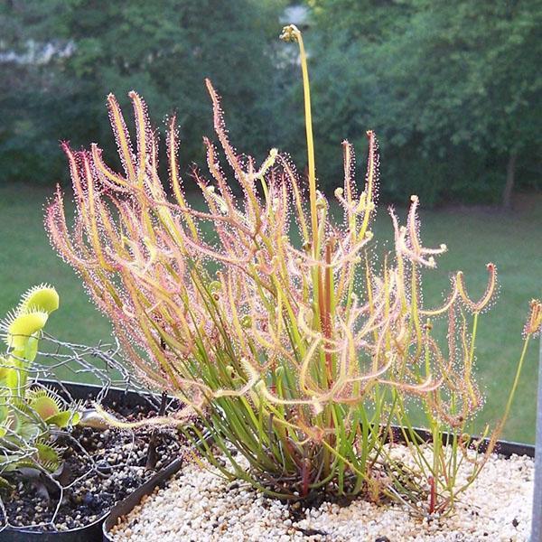 drosera de dos sílabas